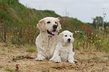 GOLDEN RETRIEVER 275